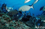 Rabbitfish (Siganus sp.)