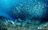 Rabbitfish (Siganus sp.)