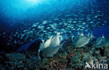 Rabbitfish (Siganus sp.)