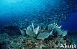 Rabbitfish (Siganus sp.)