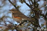 Koperwiek (Turdus iliacus)