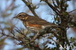 Koperwiek (Turdus iliacus)