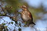 Koperwiek (Turdus iliacus)