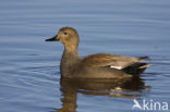 Gadwall (Anas strepera)