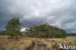 Landschotse Heide