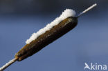 Bulrush (Typha)