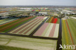 Lisse