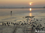 Markermeer