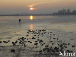 Markermeer