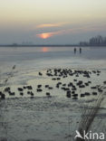 Markermeer