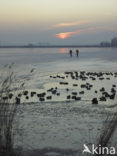 Markermeer