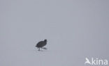 Common Coot (Fulica atra)