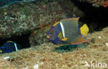 King angelfish (Holacanthus passer)