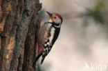 Middelste Bonte Specht (Dendrocopos medius)