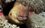 yellow-edged moray (Gymnothorax flavimarginatus)