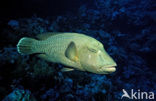 Humpback wrasse