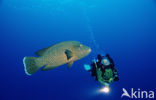 Humpback wrasse