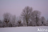 Nature reserve Mommniederung