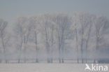 Nederrijn