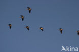 Egyptian Goose (Alopochen aegyptiaca)