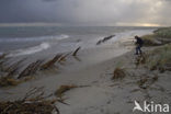 Noordzeestrand