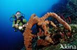 Purple tube spongue (Aplysina lacunosa)