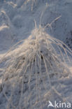 Pijpestrootje (Molinia caerulea)