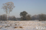 Pijpestrootje (Molinia caerulea)