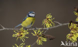 Blue Tit (Parus caeruleus)
