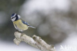 Blue Tit (Parus caeruleus)