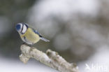 Blue Tit (Parus caeruleus)