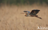 Purperreiger (Ardea purpurea) 