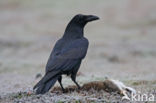 Common Raven (Corvus corax)