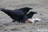 Common Raven (Corvus corax)