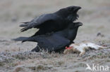 Raaf (Corvus corax) 