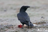 Raaf (Corvus corax) 