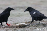 Raaf (Corvus corax) 