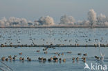 Reeuwijkse Plassen