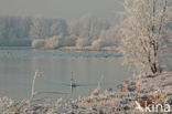 Reeuwijkse Plassen