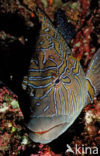 Reuze koraalklimmer (Cirrhitus rivulatus)