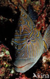 Giant hawkfish (Cirrhitus rivulatus)