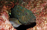 Giant hawkfish (Cirrhitus rivulatus)