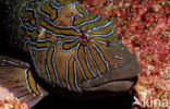 Giant hawkfish (Cirrhitus rivulatus)