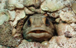 Giant jawfish (Opistognathus rhomaleus)