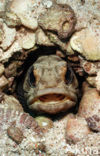 Giant jawfish (Opistognathus rhomaleus)