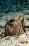 Giant jawfish (Opistognathus rhomaleus)