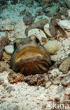 Giant jawfish (Opistognathus rhomaleus)