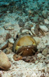 Giant jawfish (Opistognathus rhomaleus)