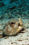 Giant jawfish (Opistognathus rhomaleus)