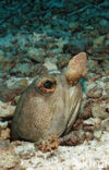 Giant jawfish (Opistognathus rhomaleus)